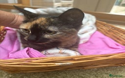 Mixed Breed cats for sale: Lawson - Image 2