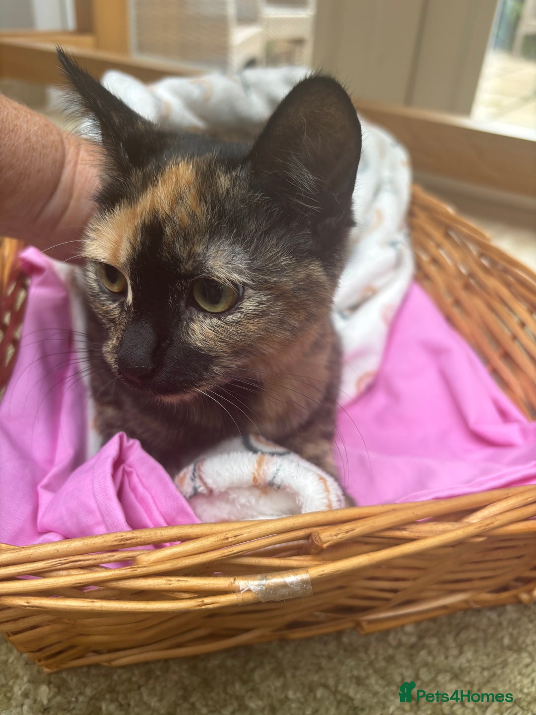 Mixed Breed cats for sale: Lawson - Image 2