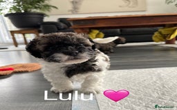 Mixed Breed dogs for sale: 3 Beautiful Shih Tzu x Toy poodle  - Advert 4