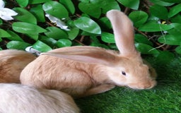 Continental Giant rabbits for sale: PURE Continental Giants Vaccinated 3 in 1 READY   - Image 7