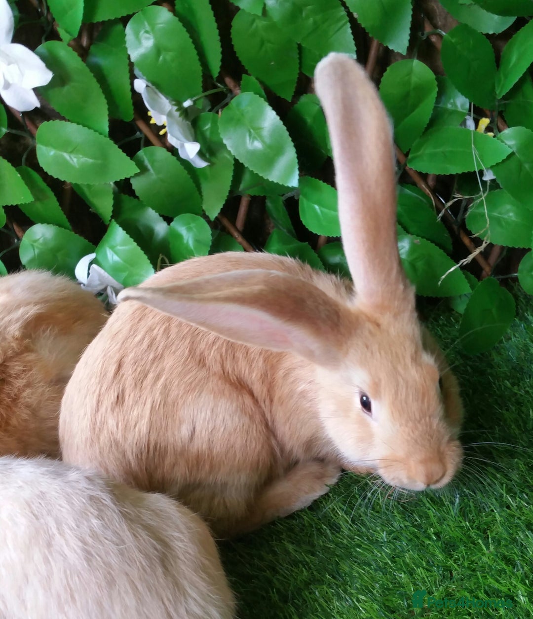 Continental Giant rabbits for sale: PURE Continental Giants Vaccinated 3 in 1 READY   - Image 7