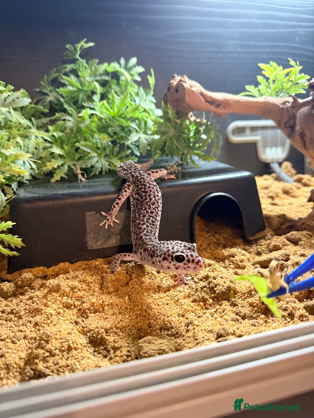 Leopard Gecko reptiles for sale: Female leopard gecko - Advert 3