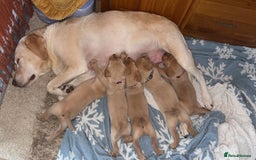Labrador Retriever dogs for sale: Beautiful litter of Labradors - Image 1
