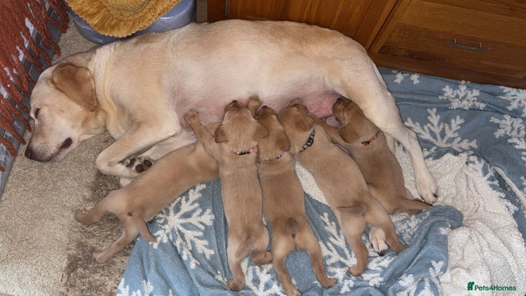 Labrador Retriever dogs - Advert 6