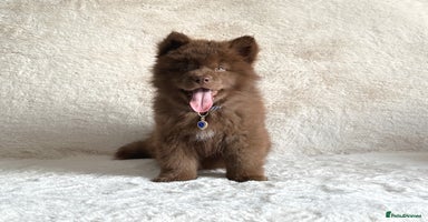 Chow Chow dogs - Advert 11