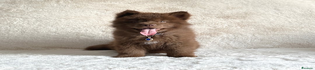 Puppy 1