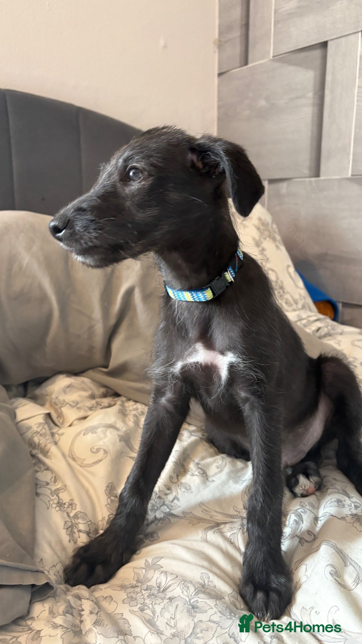 Lurcher dogs BEDLINGTON WHIPPET  - Advert 1