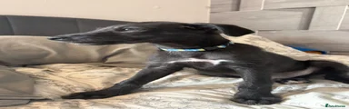 Lurcher 1