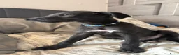 Lurcher dogs for sale: BEDLINGTON WHIPPET  - Advert 1