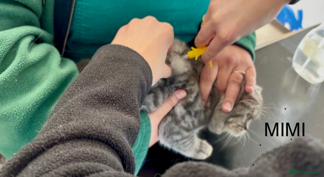 British Shorthair cats for sale: 3 Kittens•Full Pedigree•Champions bloodline•GCCF - Advert 33