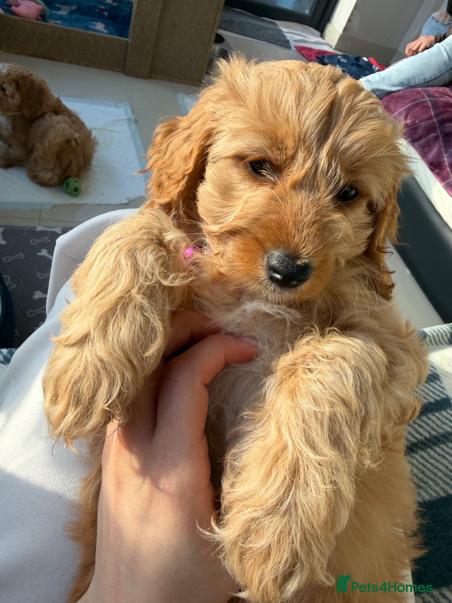 Cavapoochon dogs 1 GIRL LEFT! Cavapoochon Puppies - Hypoallergenic - Advert 12