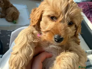 Cavapoochon dogs 1 GIRL LEFT! Cavapoochon Puppies - Hypoallergenic - Advert 12