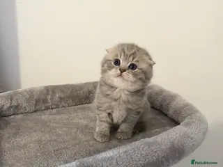 Scottish Fold cats Scottish fold female kitten pure breed in London - Advert 10