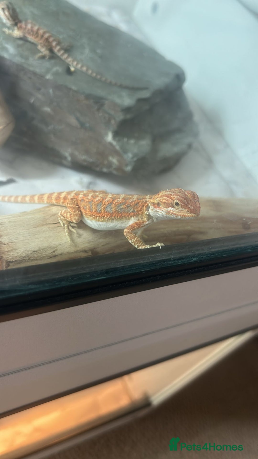 Bearded Dragon reptiles for sale: Bearded dragons  - Image 20