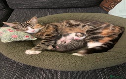 Mixed Breed cats for sale: Mixed breed kittens - Image 4