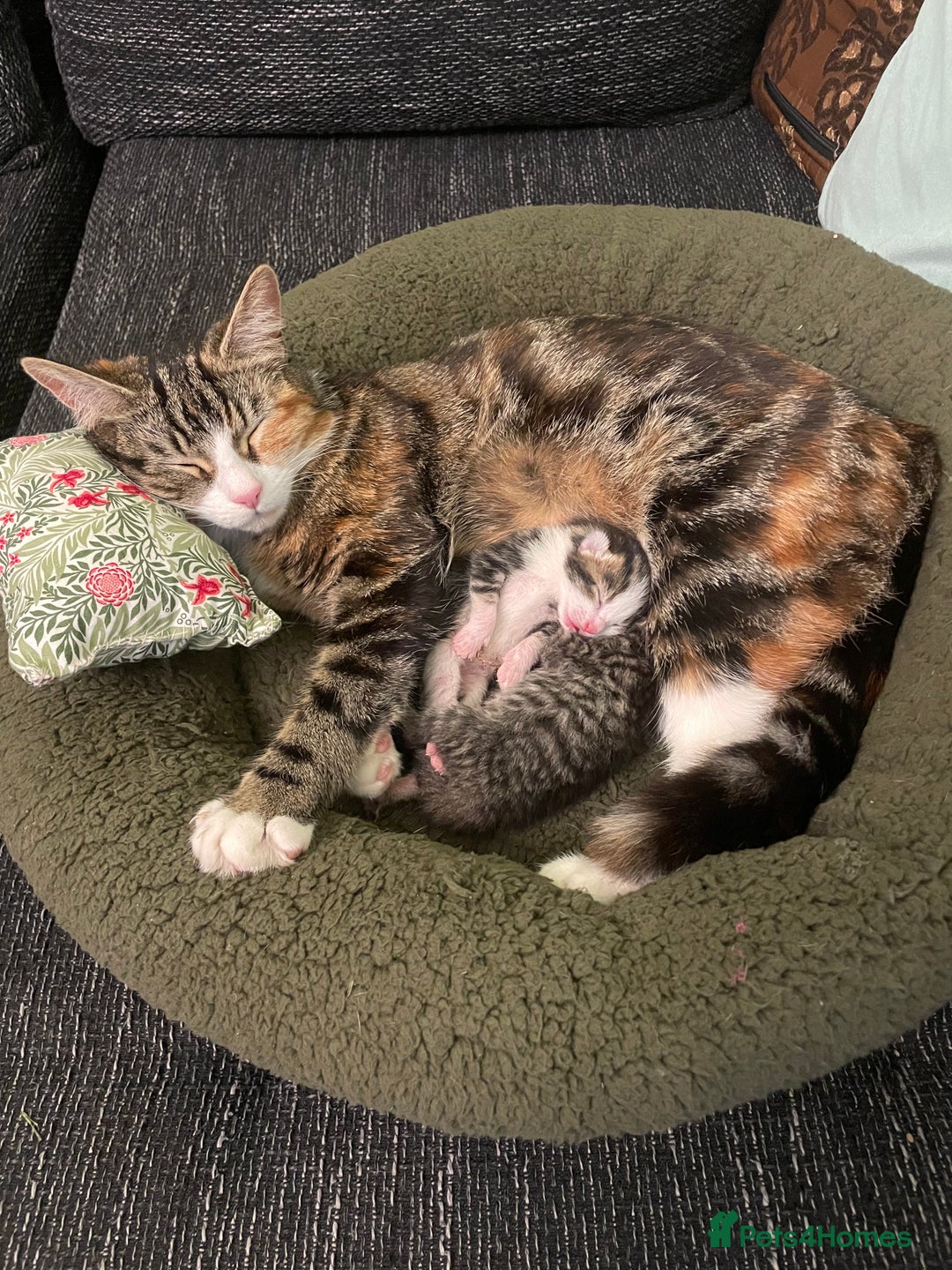 Mixed Breed cats for sale: Mixed breed kittens - Image 4