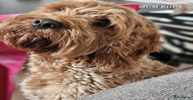 Cavapoo dogs - Advert 4