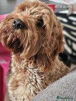 Cavapoo dogs - Advert 9