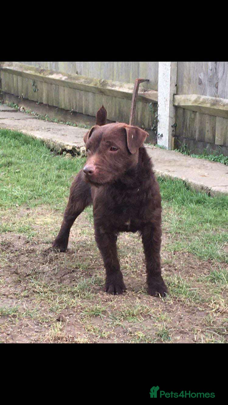 Patterdale Terrier dogs Fell Terriers  - Advert 13