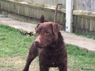 Patterdale Terrier dogs Fell Terriers - Advert 13