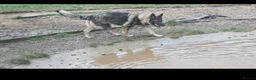 German Shepherd dogs for sale: 4 year old female german shepherd missy - Advert 3