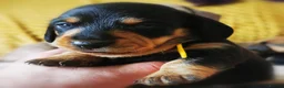 Miniature Dachshund dogs for sale: KC Stunning litter of girls 💗 - Advert 5