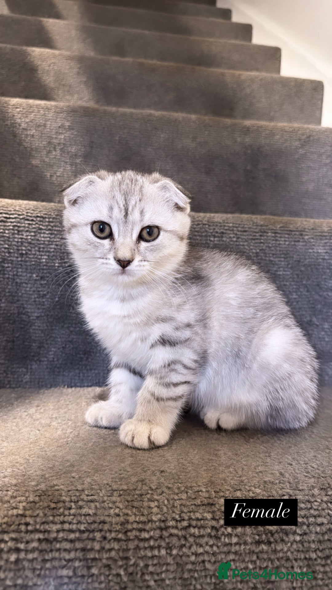Scottish Fold cats for sale: Scottish fold X Bengal - Image 2