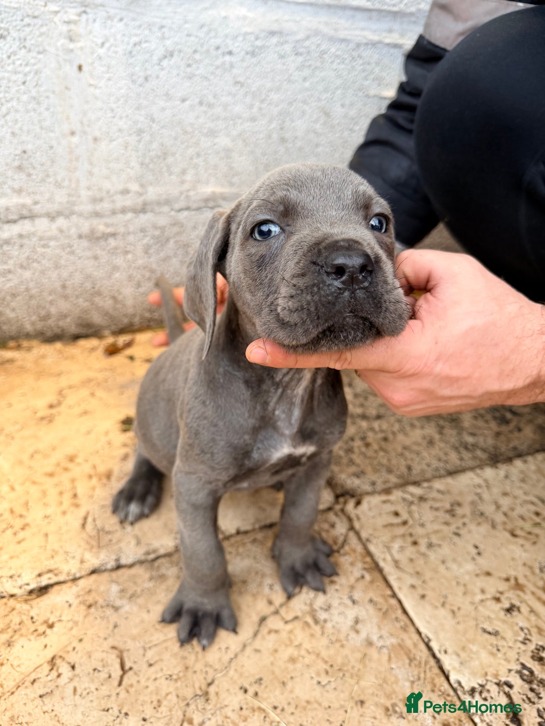 Cane Corso dogs for sale: Beautiful Cane Corso puppies available - Advert 23