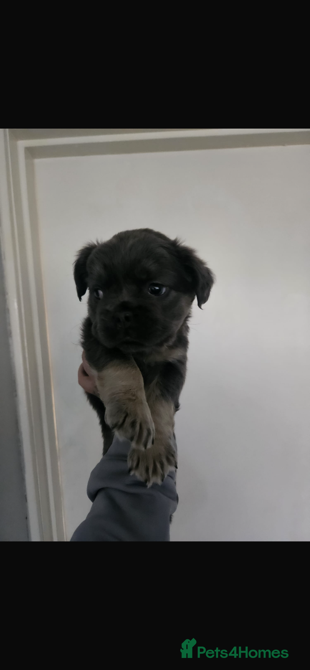 French Bulldog dogs for sale: Fluffy french bulldogs  - Image 4