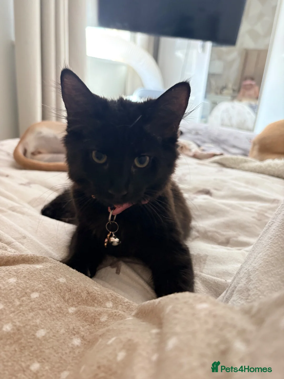 Mixed Breed cats for sale: 2 long hair gorgeous 14 week old kittens  - Advert 7