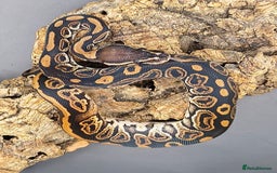 Python Snake reptiles for sale: Pastel Piebald 50% het Clown - Image 4