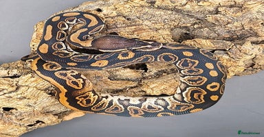 Python Snake reptiles - Advert 5