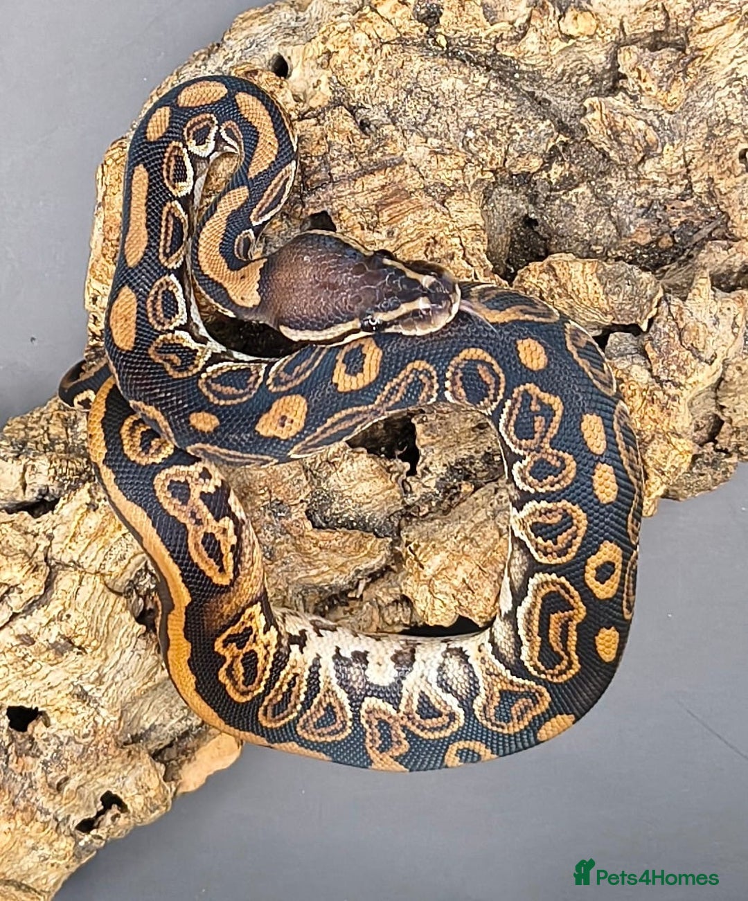 Python Snake reptiles for sale: Pastel Piebald 50% het Clown - Image 4