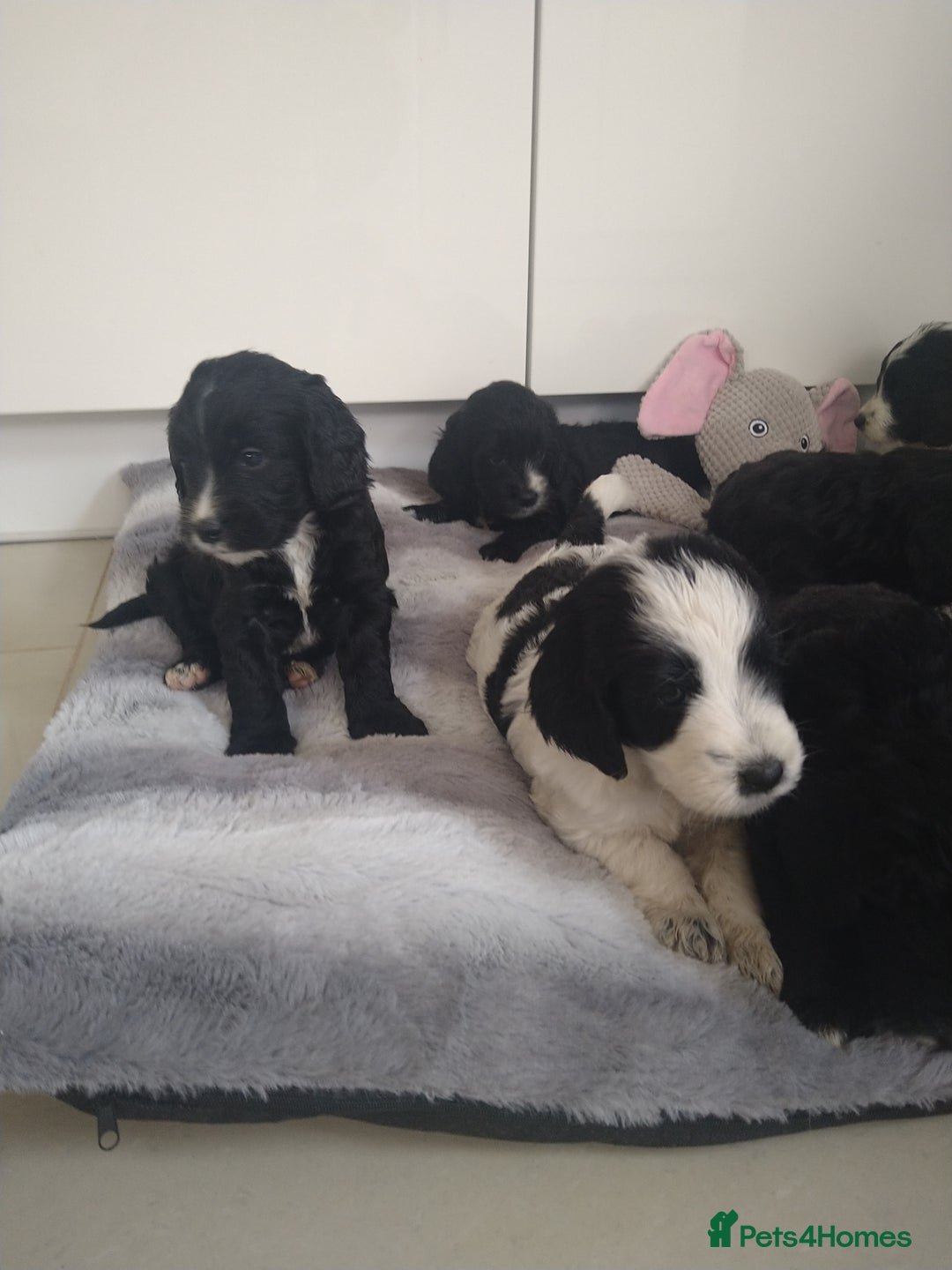 Cockapoo dogs for sale: cockerpoo  - Image 9