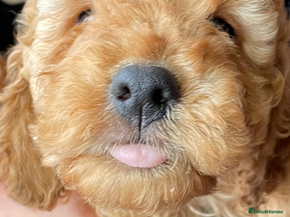 Cockapoo dogs - Advert 18