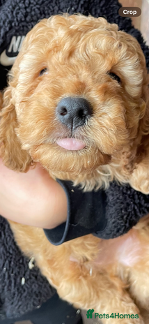 Cockapoo dogs - Advert 15