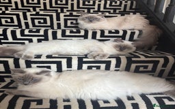 Ragdoll cats for sale: Half Ragdoll kittens  - Image 5
