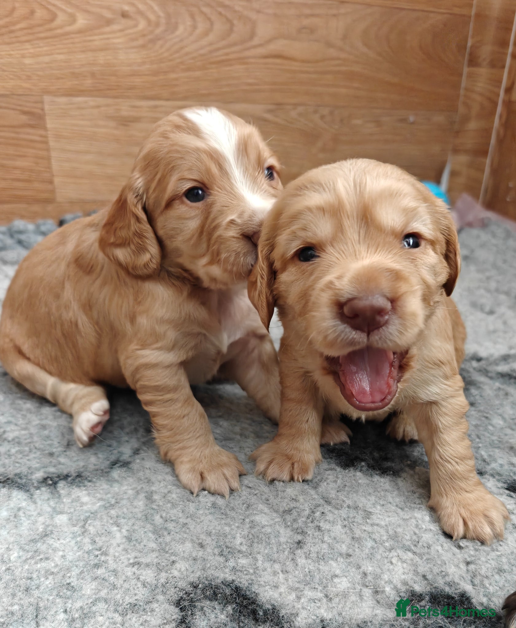 Cocker Spaniel dogs Cocker spaniel puppies  - Advert 6