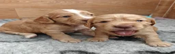 Cocker Spaniel dogs for sale: Cocker spaniel puppies  - Advert 1