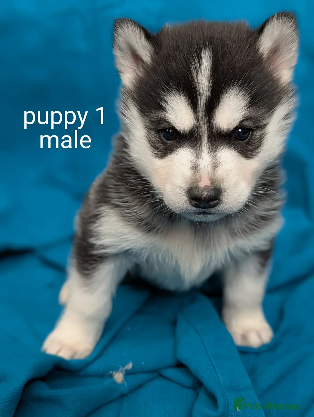 Siberian Husky dogs for sale: 6 beautiful Siberian Huskies  1 available  - Advert 13