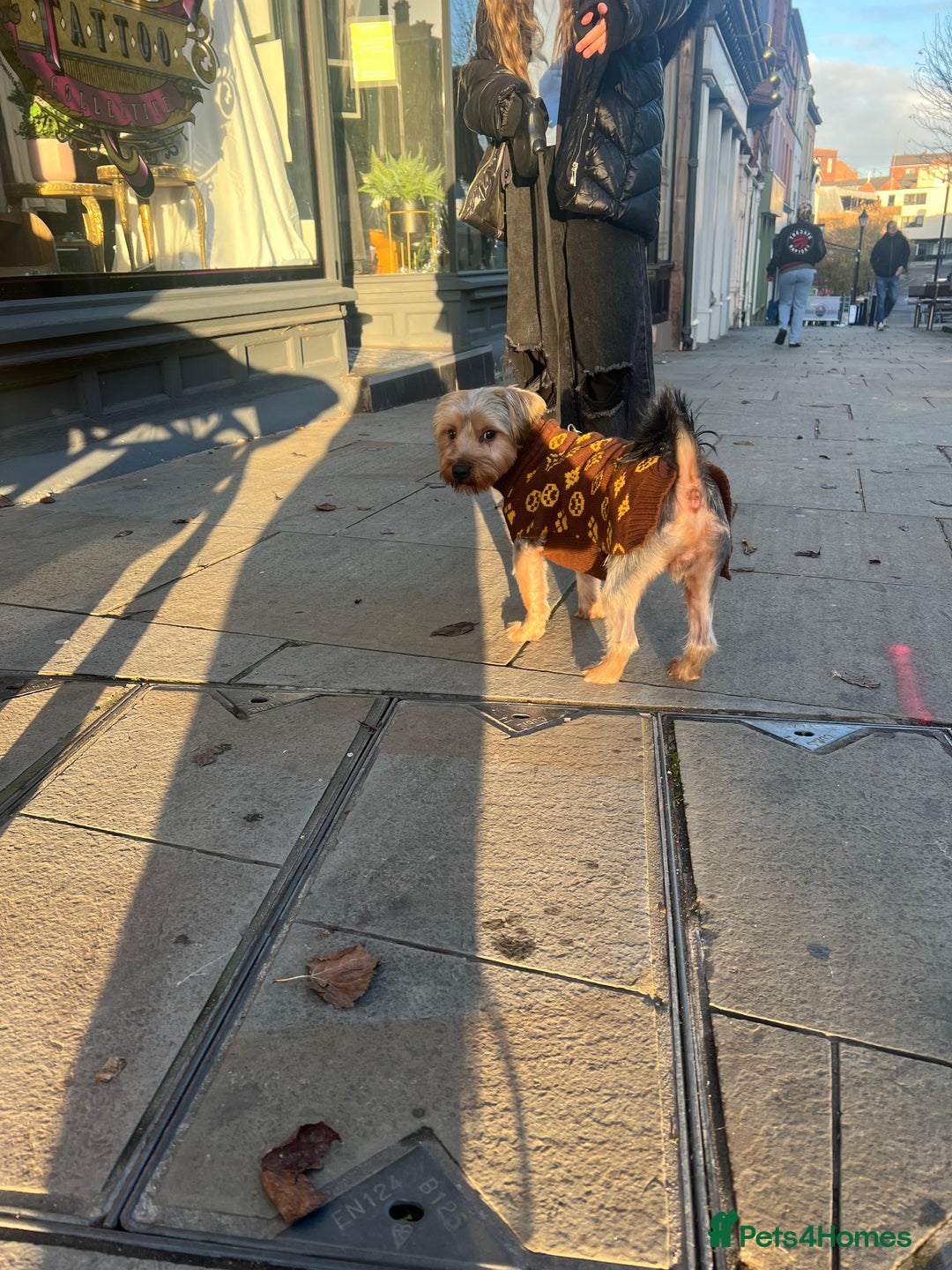 Yorkshire Terrier dogs for sale: Yorkshire terrier  - Advert 8