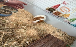 Guinea Pig rodents for sale: 2 male guinea pigs  - Image 3