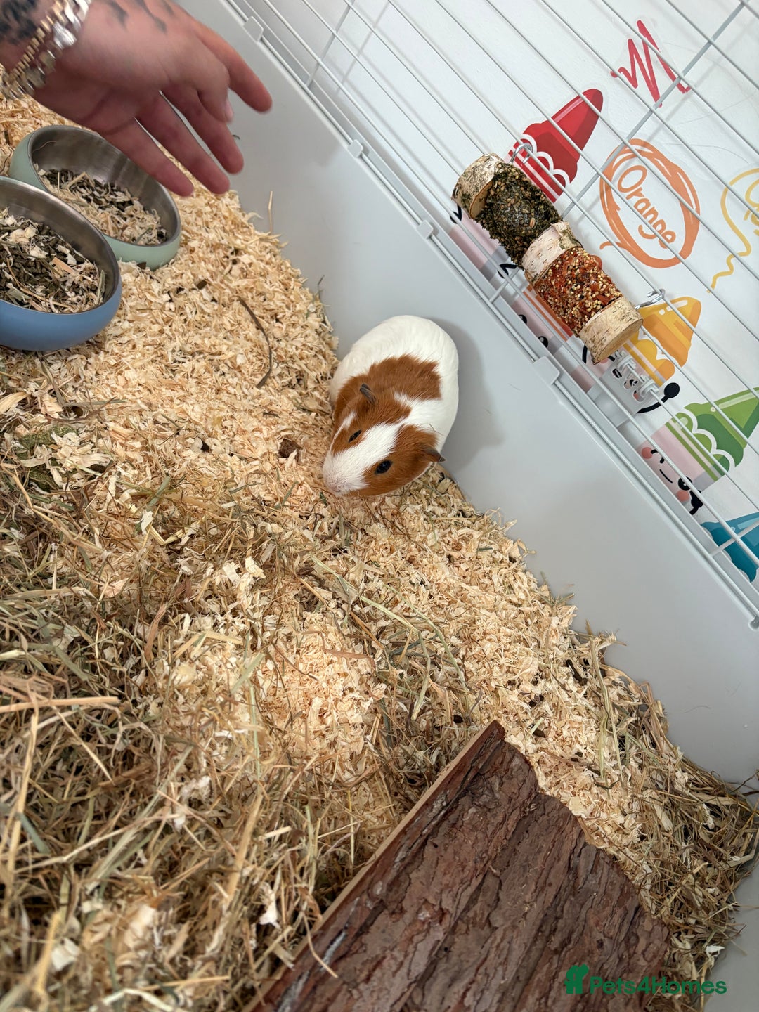 Guinea Pig rodents for sale: 2 male guinea pigs  - Image 3
