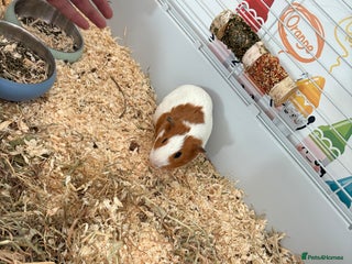 Guinea Pig rodents 2 male guinea pigs NEED GONE ASAP - Advert 2
