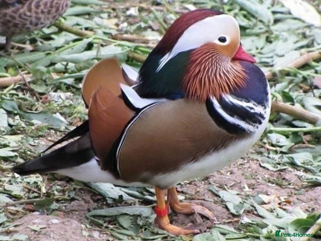 Ducks poultry for sale: Ornamental wildfowl  - Image 1
