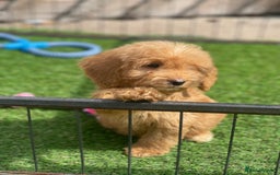 Cockapoo dogs for sale: Adorable F1 cockapoo pups NOW READY  - Image 3
