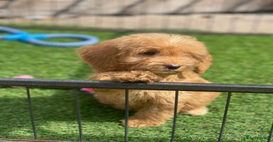 Cockapoo dogs - Advert 10