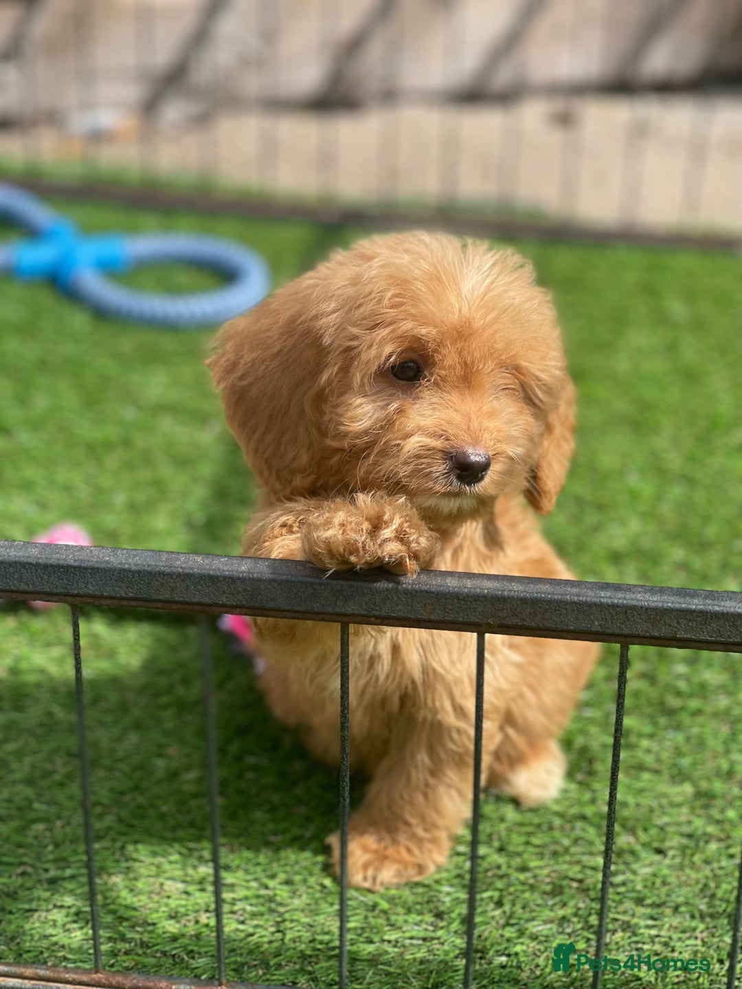 Cockapoo dogs for sale: Adorable F1 cockapoo pups NOW READY  - Image 3