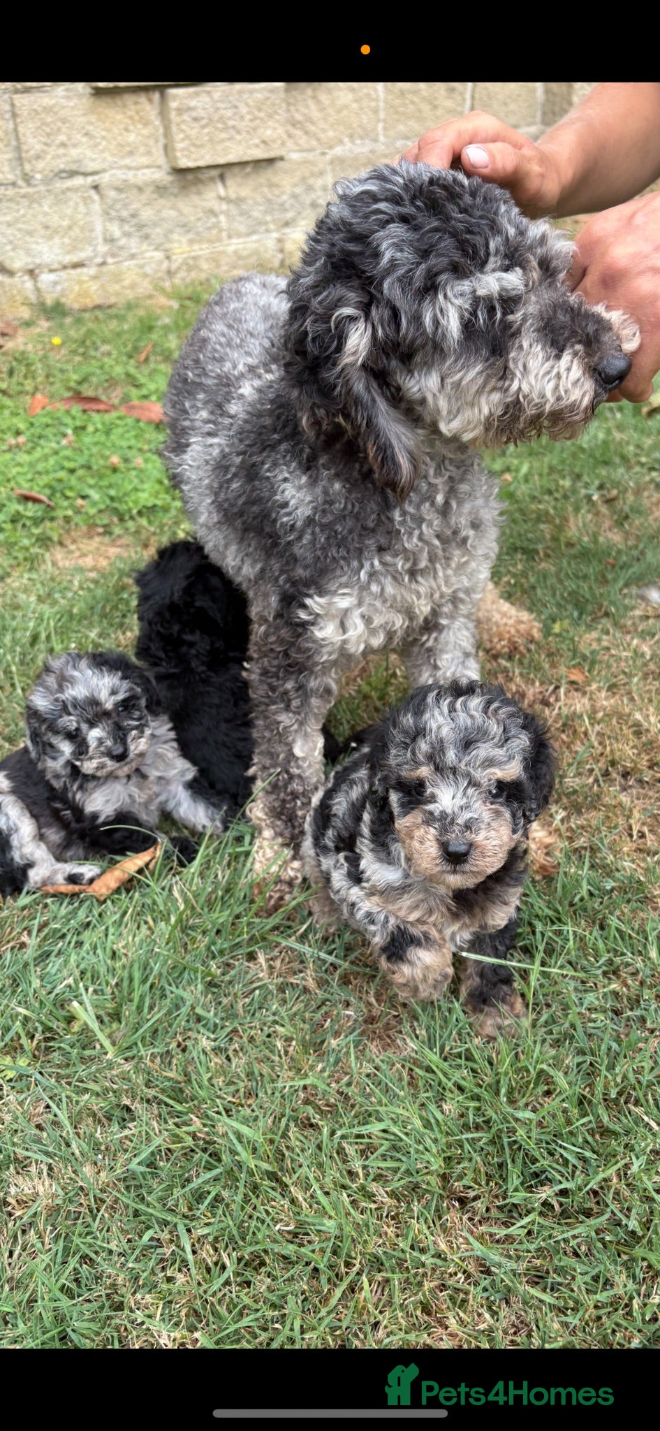 Miniature Poodle dogs Beautiful miniature poodles for sale!!  - Advert 1