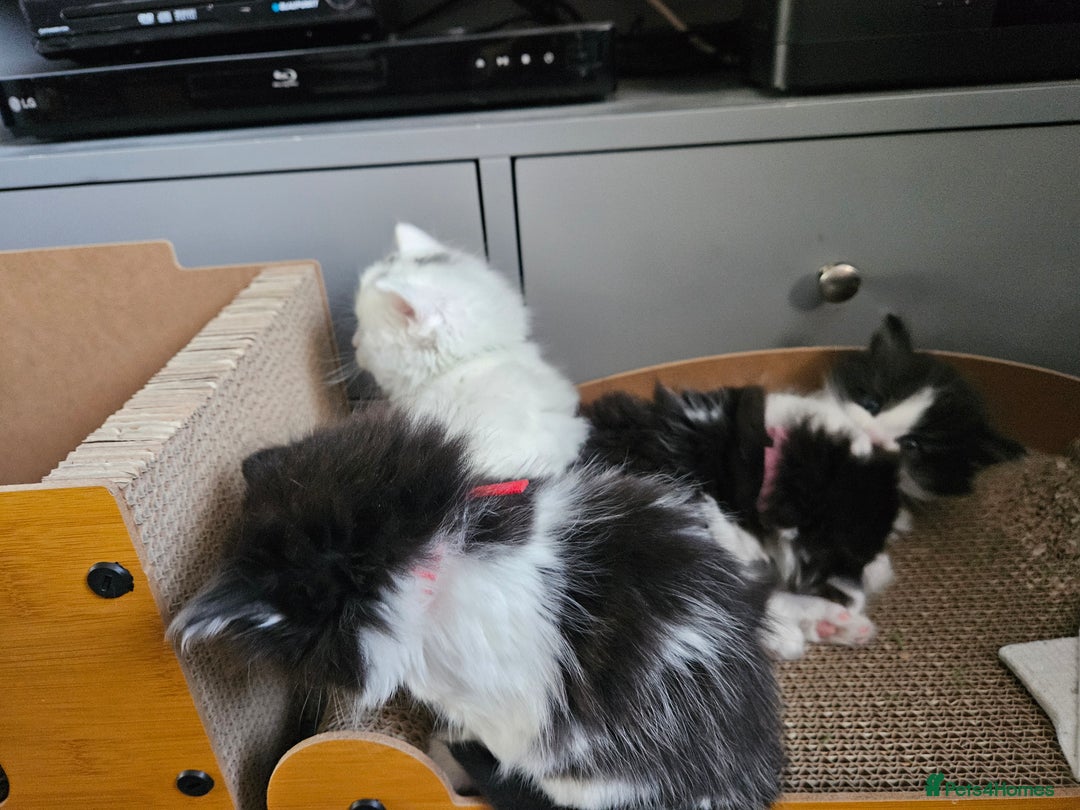 Turkish Angora cats for sale: Turkish Angora cross breed kittens - Advert 6